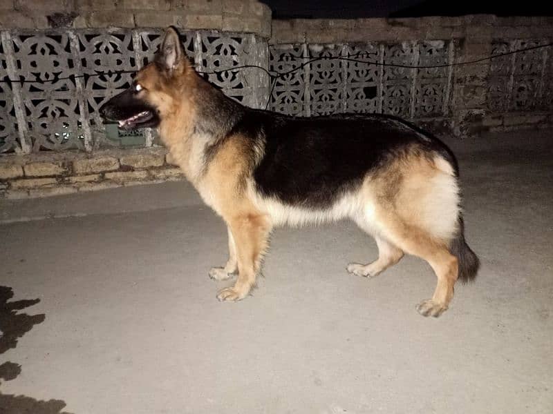 german shepherd female 3