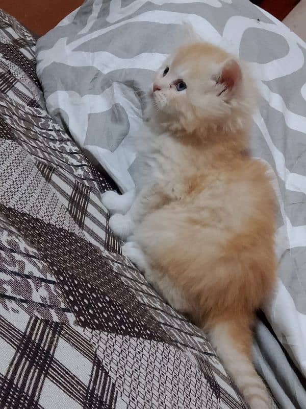 Persian kitten 03282237479 0