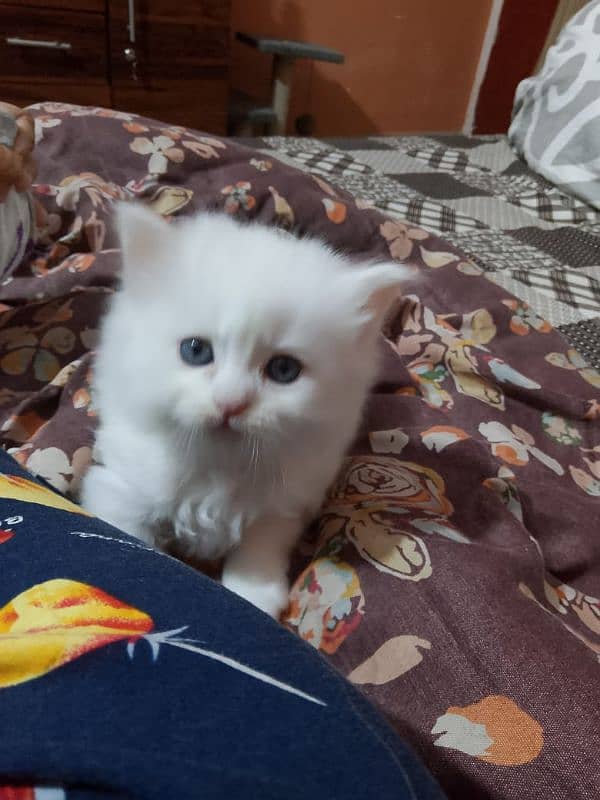 Persian kitten 03282237479 1