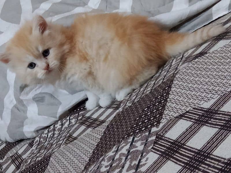 Persian kitten 03282237479 2