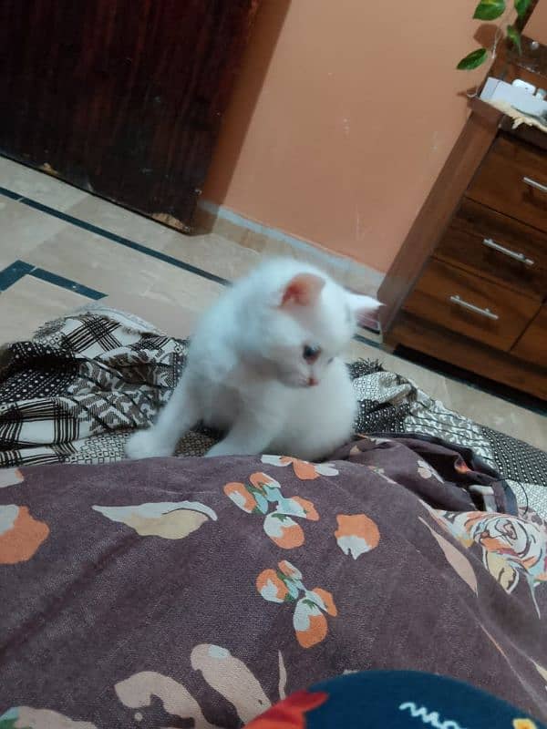 Persian kitten 03282237479 3