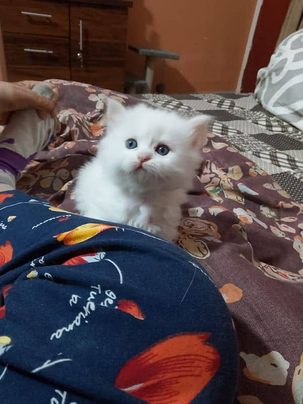 Persian kitten 03282237479 4