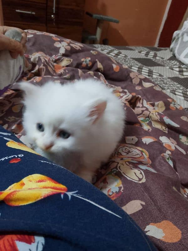 Persian kitten 03282237479 6