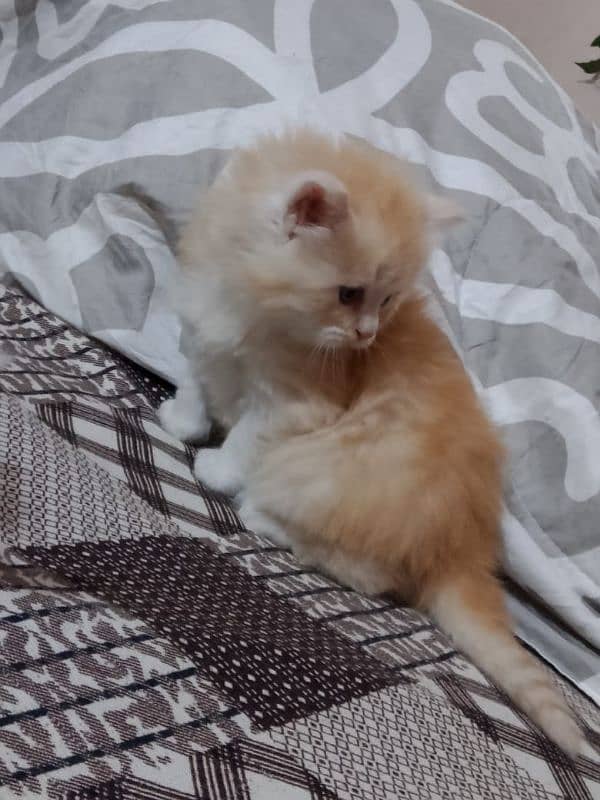 Persian kitten 03282237479 7