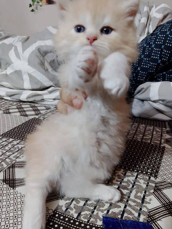 Persian kitten 03282237479 8