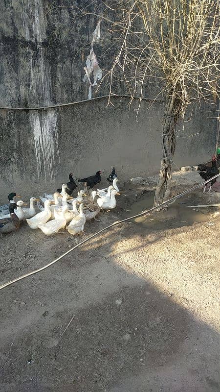 hens and duck's fresh eggs 1