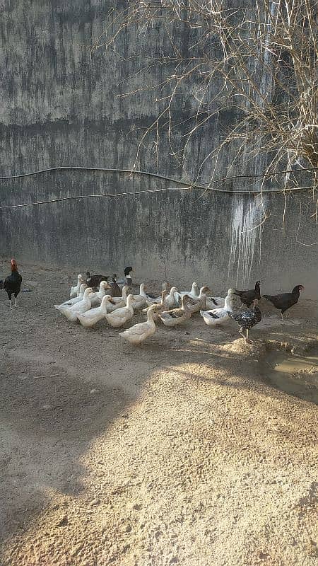 hens and duck's fresh eggs 4