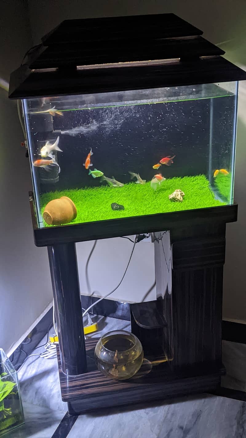 Fish Aquarium 0