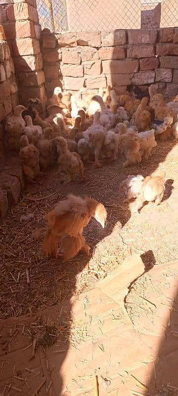 gholden and white havey Cochin chicks 3