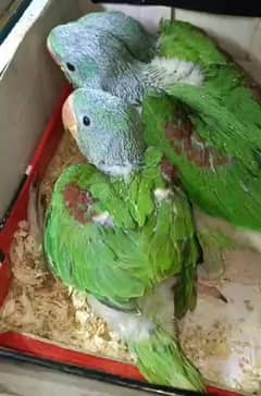 raw parrot baby for sale