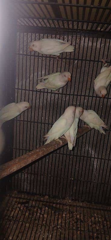 yellow sided conure pale fellow Albino redeye decino 2