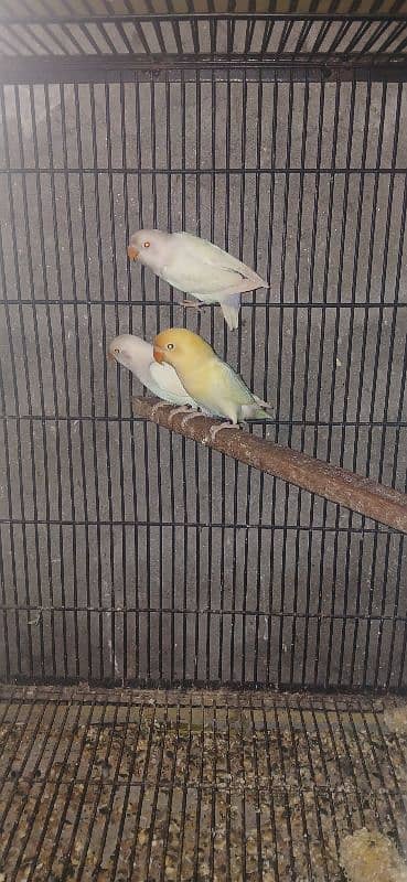 yellow sided conure pale fellow Albino redeye decino 3