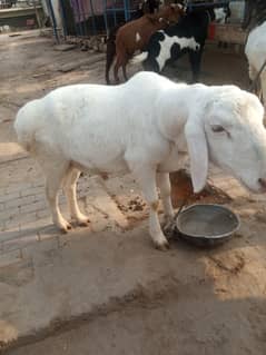 I m selling female sheep huge size