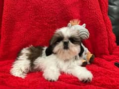 Shih Tzu / Shitzu Highly Pedigreed Puppies For Sale