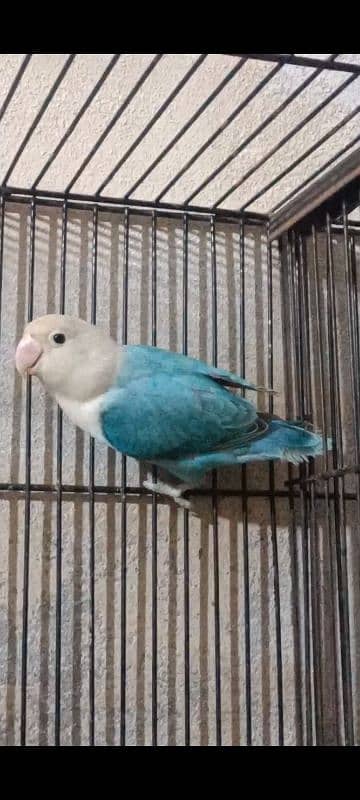 Creamino, Decino,Albino Red Eyes,Parblue Opline Pale Fallow Lovebirds 6