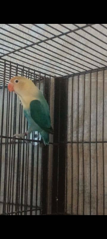 Creamino, Decino,Albino Red Eyes,Parblue Opline Pale Fallow Lovebirds 7