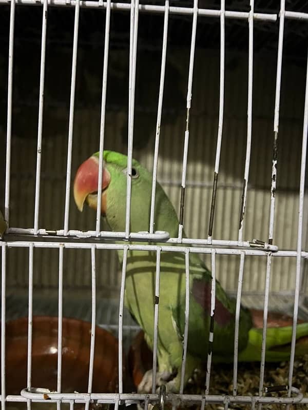 Kashmiri Raw Parrot 6