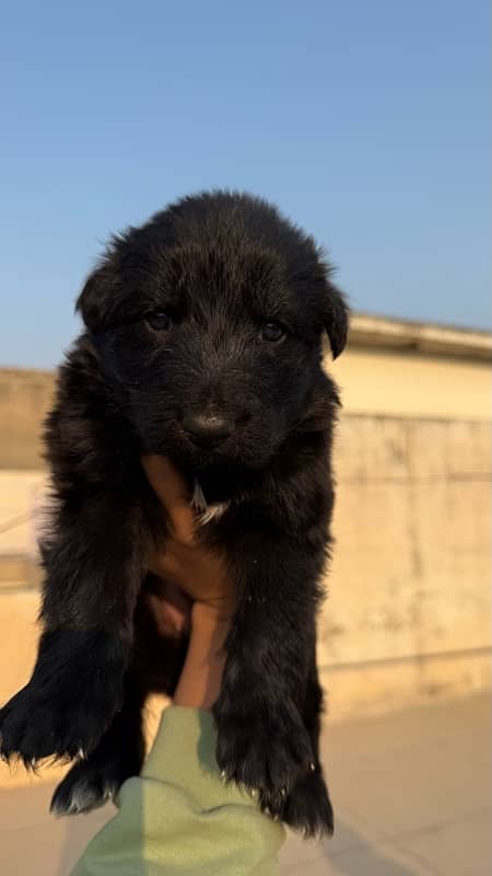 puppies for Sale 2