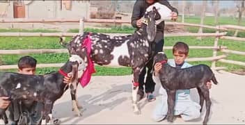 Desi bakri 2 Bacchon ke sath For sale WhatsApp on 03148783430