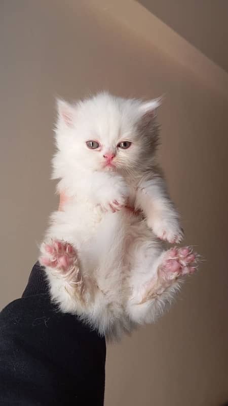 pure persian breed kittens 0