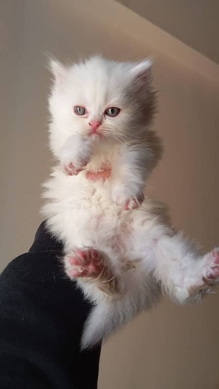 pure persian breed kittens 1