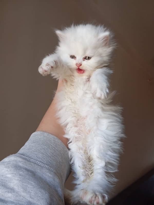 pure persian breed kittens 2