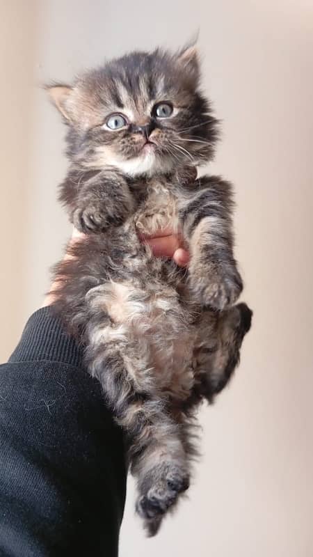 pure persian breed kittens 3