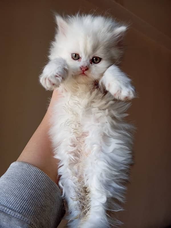 pure persian breed kittens 4