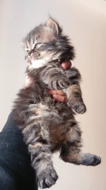 pure persian breed kittens 5