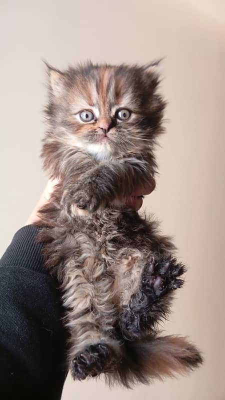 pure persian breed kittens 6