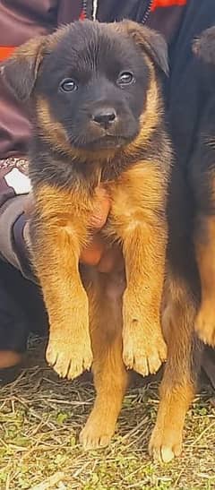 German Shepherd double coat male for sale