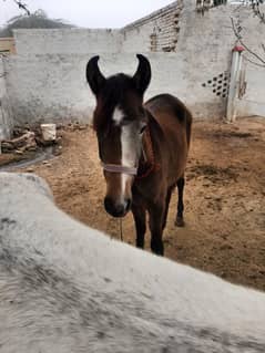 Beautiful 1-Year-Old Horse for Sale