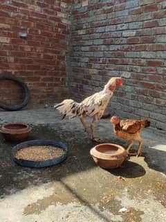 king samuh pyar and chicks for sale Lahore