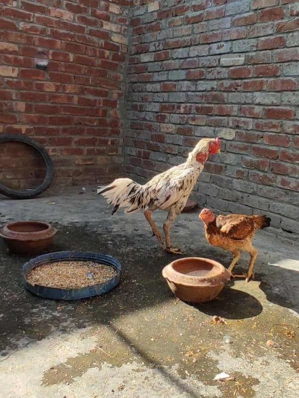 king samuh pyar and chicks for sale Lahore 0