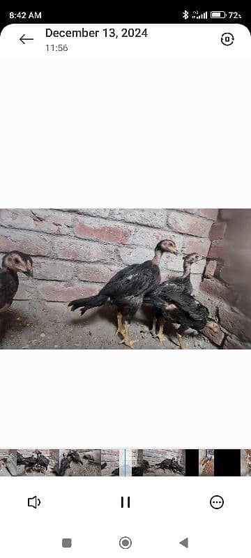 king samuh pyar and chicks for sale Lahore 1