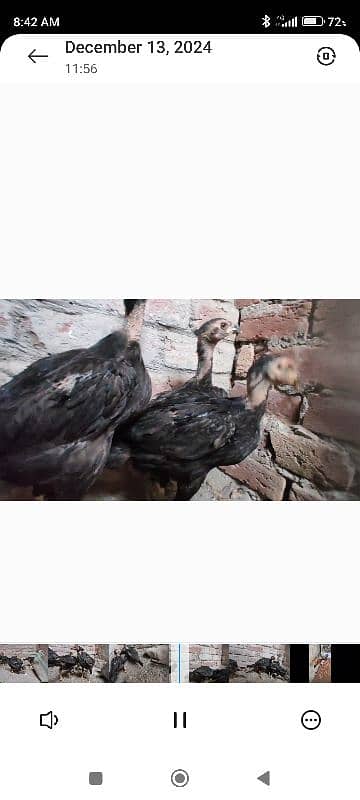 king samuh pyar and chicks for sale Lahore 2