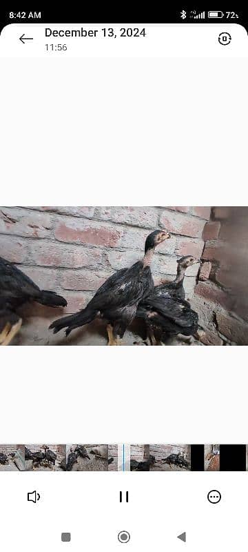 king samuh pyar and chicks for sale Lahore 3