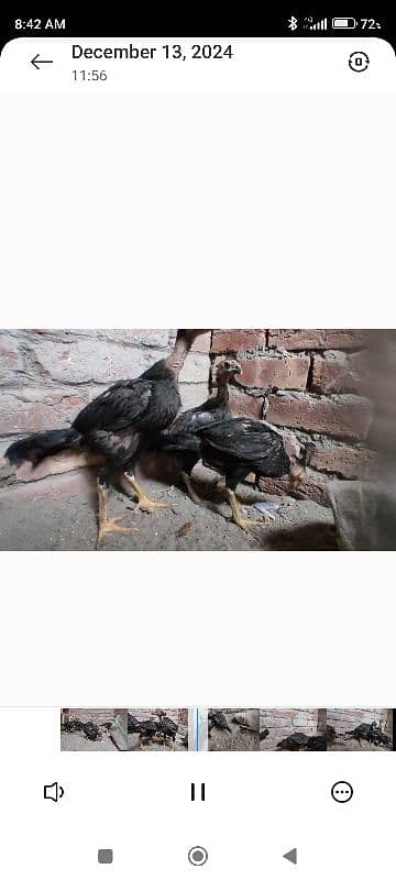 king samuh pyar and chicks for sale Lahore 4