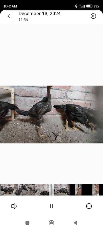 king samuh pyar and chicks for sale Lahore 5