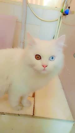 persian cat male full white ode eyes