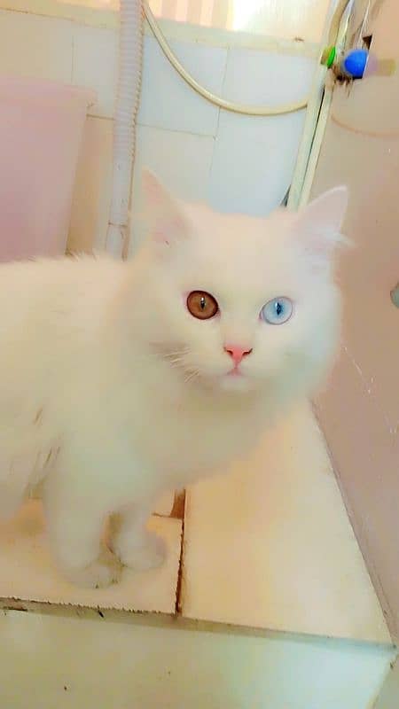 persian cat male full white ode eyes 0