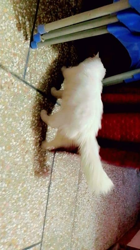 persian cat male full white ode eyes 1