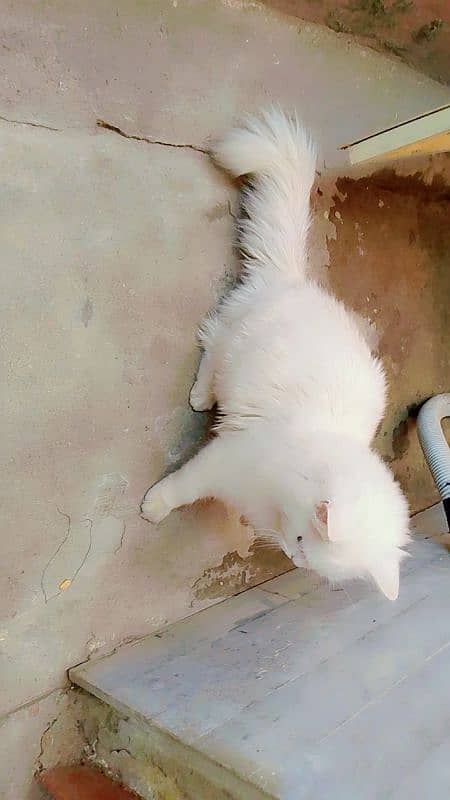 persian cat male full white ode eyes 2