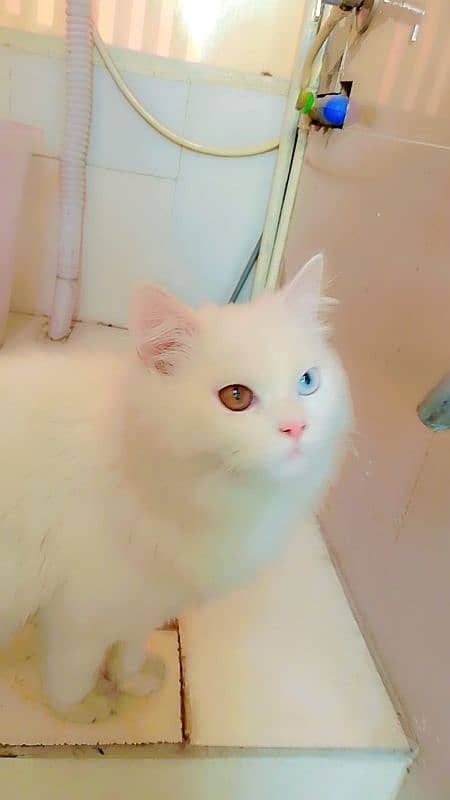 persian cat male full white ode eyes 3