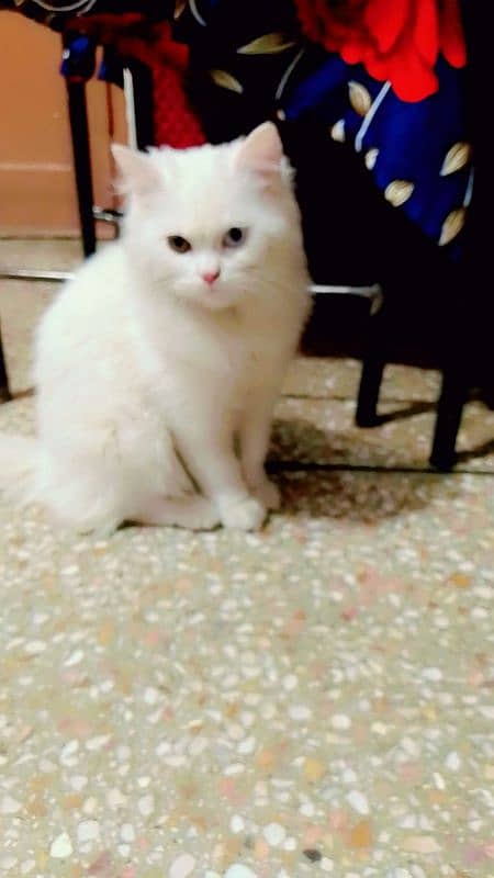 persian cat male full white ode eyes 4