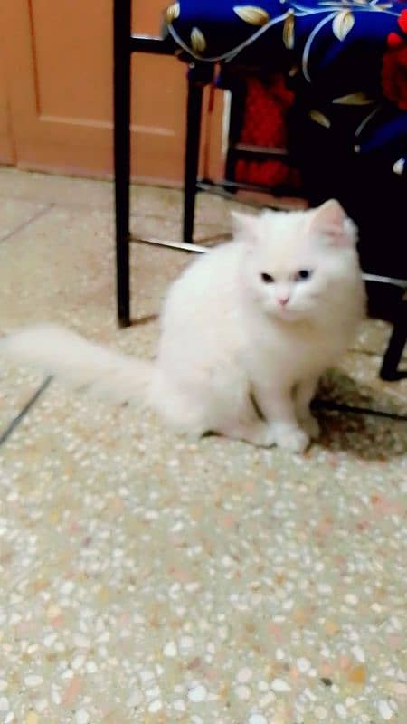 persian cat male full white ode eyes 5