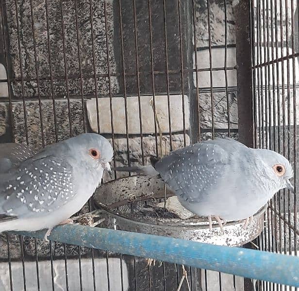 Dove for sell 6