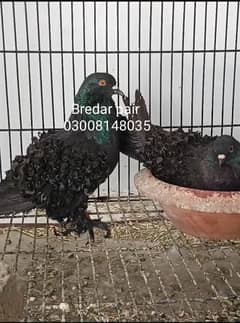 black danish and Black Grizall Frialback bredar pair for sale