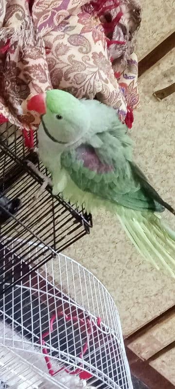 Raw Talking Parrot 0