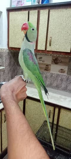 Kashmiri Raw Talking Parrot